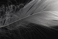 Macro Photo of White Feather on Black or Dark. Fearher Texture Line Background. Royalty Free Stock Photo