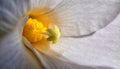 Macro photo of white flower, pistils and stamen