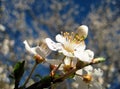 Macro photo of white flowers on a beautiful blossoming branch of a fruit tree in spring sunlight Royalty Free Stock Photo