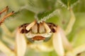 Crab Spider Thomisidae Flower Spider Under a Purple Coneflower