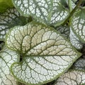 Macro photo of white-green patterned leaf Royalty Free Stock Photo