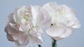 Macro photo of white-pink carnation flower bud close-up on blue background.Texture soft petals of carnation.Beautiful banner of Royalty Free Stock Photo