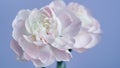 Macro photo of white-pink carnation flower bud close-up on blue background.Texture soft petals of carnation.Beautiful banner of Royalty Free Stock Photo