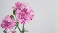 Macro photo of white-pink carnation flower bud close-up on grey background.Texture soft petals of carnation.Beautiful banner of Royalty Free Stock Photo