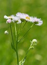 white and pink daisy fleabane blooms and buds Erigeron Royalty Free Stock Photo