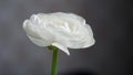 Macro photo of a white Ranunculus flower bud close-up on a gray background.Texture of soft buttercup petals.Beautiful banner of Royalty Free Stock Photo