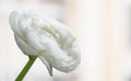 Macro photo of a white Ranunculus flower bud close-up on a gray background.Texture of soft buttercup petals.Beautiful banner of Royalty Free Stock Photo