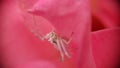 Macro photo white spider on pink rose in garden Royalty Free Stock Photo
