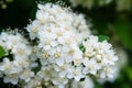 Macro photo of white spirea inflorescences Royalty Free Stock Photo