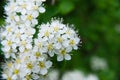 Macro photo of white spirea inflorescences Royalty Free Stock Photo