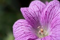 Macro photo of the wild perennial Geranium endressii Royalty Free Stock Photo