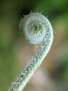 macro photo, wild plant, natural, unique, green, beautiful