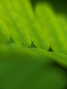 macro photo, wild plant, natural, unique, green, beautiful