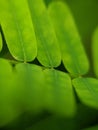 macro photo, wild plant, natural, unique, green, beautiful