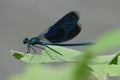 Blue dragonfly on a green leaf.