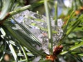 Macro photo with a winter texture background snow icicles on the spruce needles of the natural tree branches Royalty Free Stock Photo