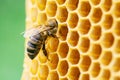 Macro photo of working bees on honeycombs. Beekeeping and honey production image Royalty Free Stock Photo