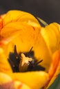 Macro photo with yellow tulip with stamens