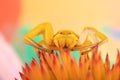 A yellow crab spider flower spider thomisidae on a purple coneflower waiting for prey