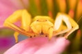 A yellow crab spider flower spider thomisidae on a purple coneflower waiting for prey