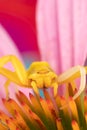 A yellow crab spider flower spider thomisidae on a purple coneflower waiting for prey