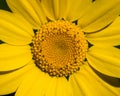 Macro photo of yellow daisy