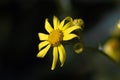 Macro photo of a yellow dandelion flover.