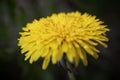 Macro photo of a yellow dandelion flower detailed close up photo of flower center on dark background Royalty Free Stock Photo