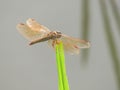 Macro photo. yellow dragonfly Royalty Free Stock Photo