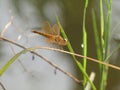 Macro photo. yellow dragonfly Royalty Free Stock Photo