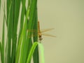 Macro photo. yellow dragonfly Royalty Free Stock Photo