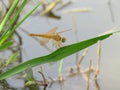 Macro photo. yellow dragonfly Royalty Free Stock Photo