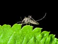 Yellow Fever, Malaria or Zika Virus Infected Mosquito Insect Mac