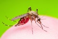 Yellow Fever, Malaria or Zika Virus Infected Mosquito Insect Macro Royalty Free Stock Photo