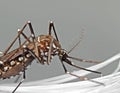 Macro Photo of Yellow Fever Mosquito Isolated on Gray Background, Selective Focus