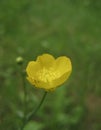 Macro photo of yellow flower field dandelion on bright blurred green background Royalty Free Stock Photo