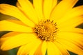 Macro photo of yellow flower, natural sunlight. Nature floral garden macro Royalty Free Stock Photo