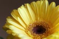 Macro Photo of Yellow Gerbera Flower Royalty Free Stock Photo