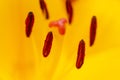 Macro photo of a yellow lily flowers. Stamens and pistils with pollen of flowers. Selective soft focus Royalty Free Stock Photo