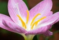 Macro Photo of Yellow Pollen of Pink Rain Lily Isolated on Background