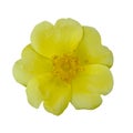 Macro photo yellow Portulaca oleraceae on white isolated background.