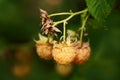 Macro photo of yellow raspberry fruits on a branch Rubus Idaeus Var. Luteus