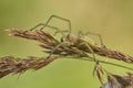 Yellow sac spider Cheiracanthium punctorium in Czech Republic Royalty Free Stock Photo