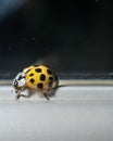 Macro photo of a yellow 22 Spotted Lady Beetle Psyllobora vigintiduopunctata.. Royalty Free Stock Photo