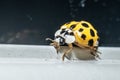 Macro photo of a yellow 22 Spotted Lady Beetle Psyllobora vigintiduopunctata.. Royalty Free Stock Photo