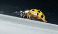 Macro photo of a yellow 22 Spotted Lady Beetle Psyllobora vigintiduopunctata.. Royalty Free Stock Photo