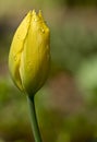 Yellow tulip and rain drops Royalty Free Stock Photo