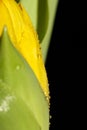 Yellow tulip with water droplets on petals close-up Royalty Free Stock Photo