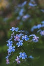 Macro photo of young Myosotis flowers in spring. Bruner Shrub Blue