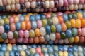 Close up of Zea Mays gem glass cobs of corn with rainbow coloured kernels, grown on an allotment in London UK.